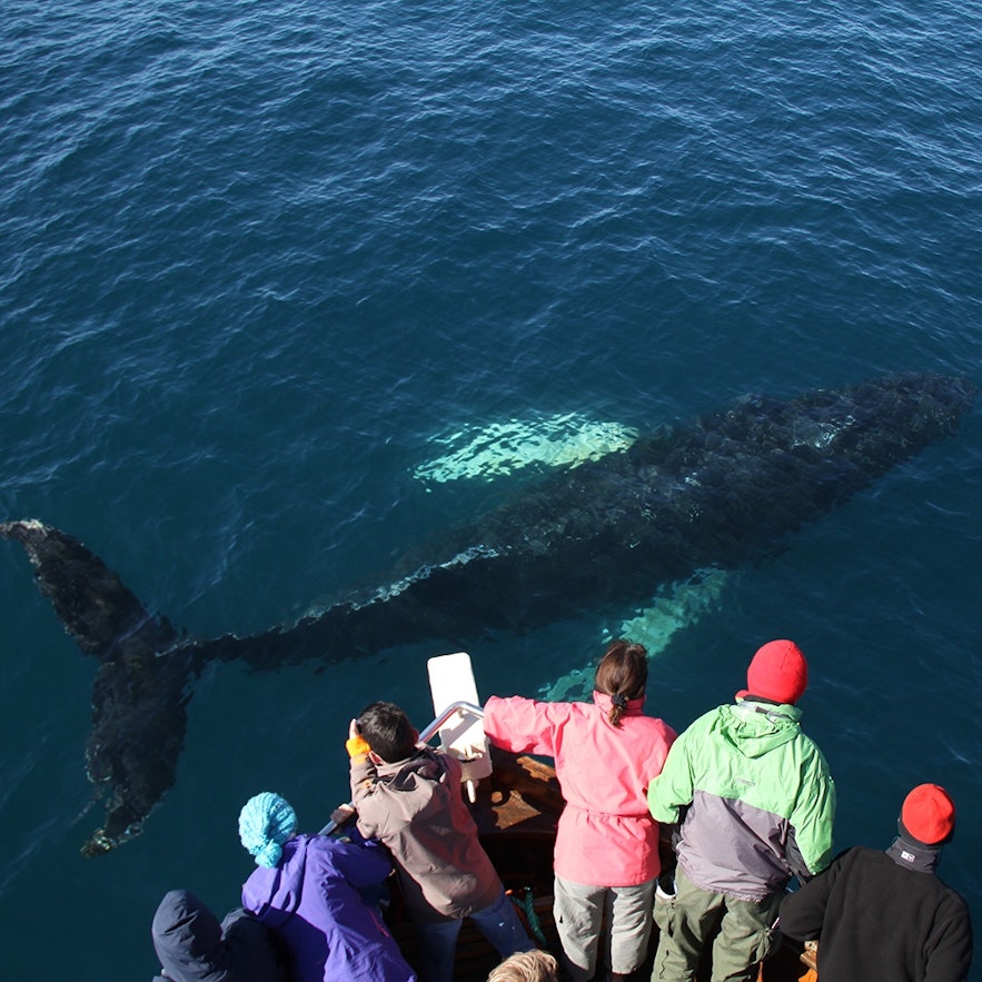Húsavík i Nordisland er kendt som "Europas centrum for hvalsafarier".