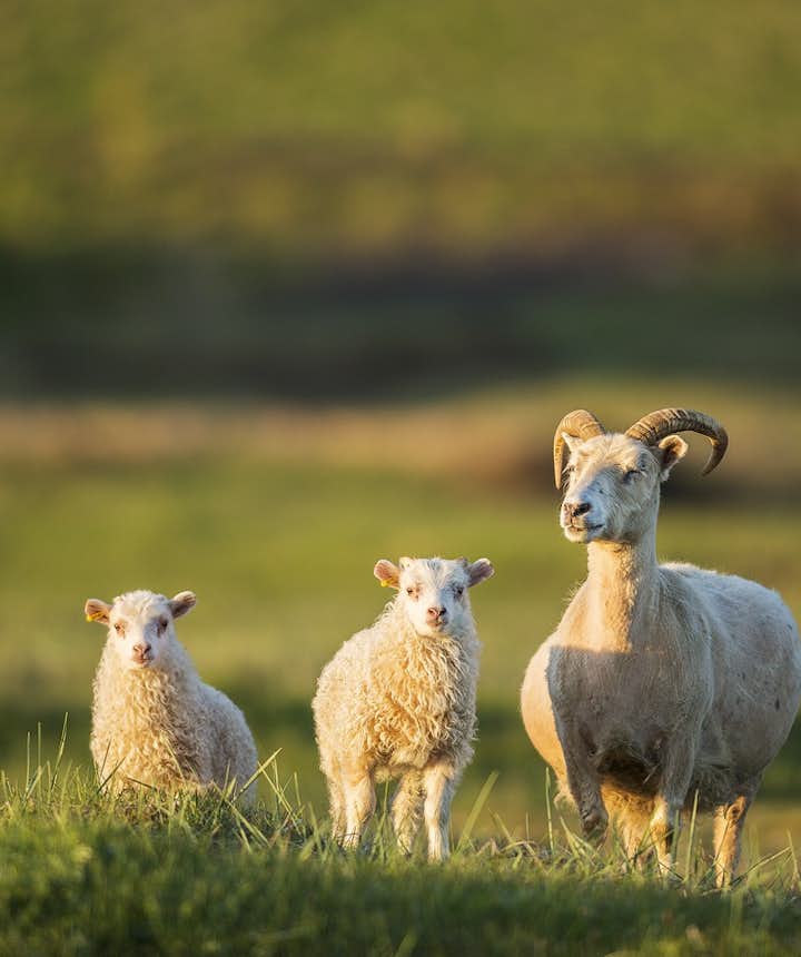 A ewe and her lambs, free-roaming in summer.
