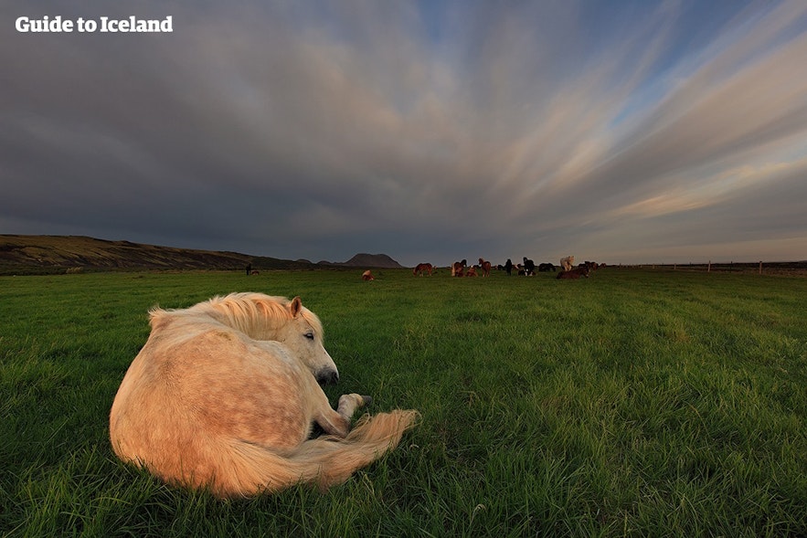 草原でくつろぐアイスランドの馬