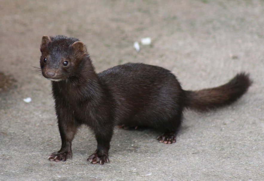 A mink, one of the invasive species in Iceland. 