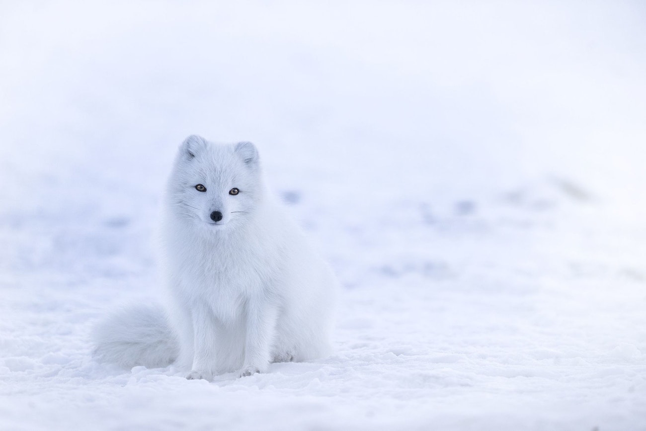 アイスランドの動物たち Guide To Iceland