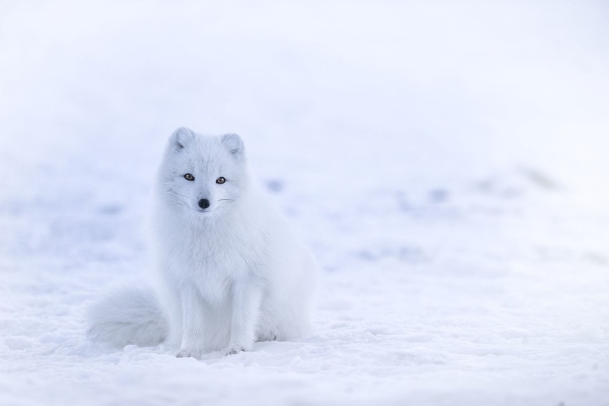 Ein "weißer" Polarfuchs. Fotoquelle: Wikimedia, Creative Commons, Foto von Jonathen Pie