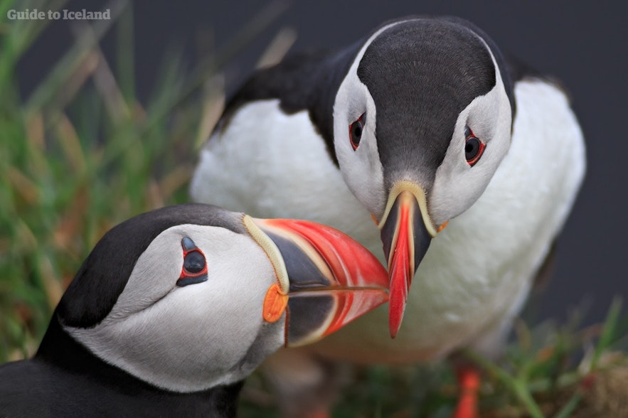 Nesting puffins are almost always found in pairs, which they remain in for life.