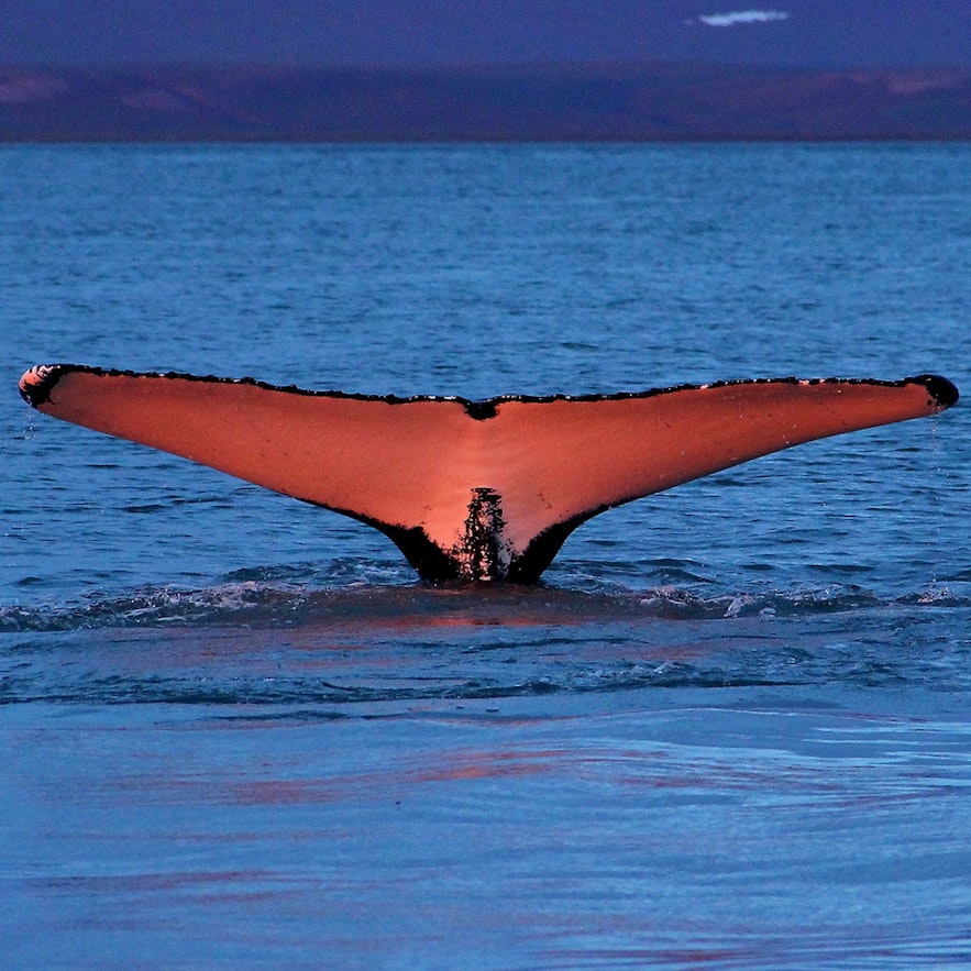 극적인 행동으로 사진 찍기 좋은 혹등고래의 모습