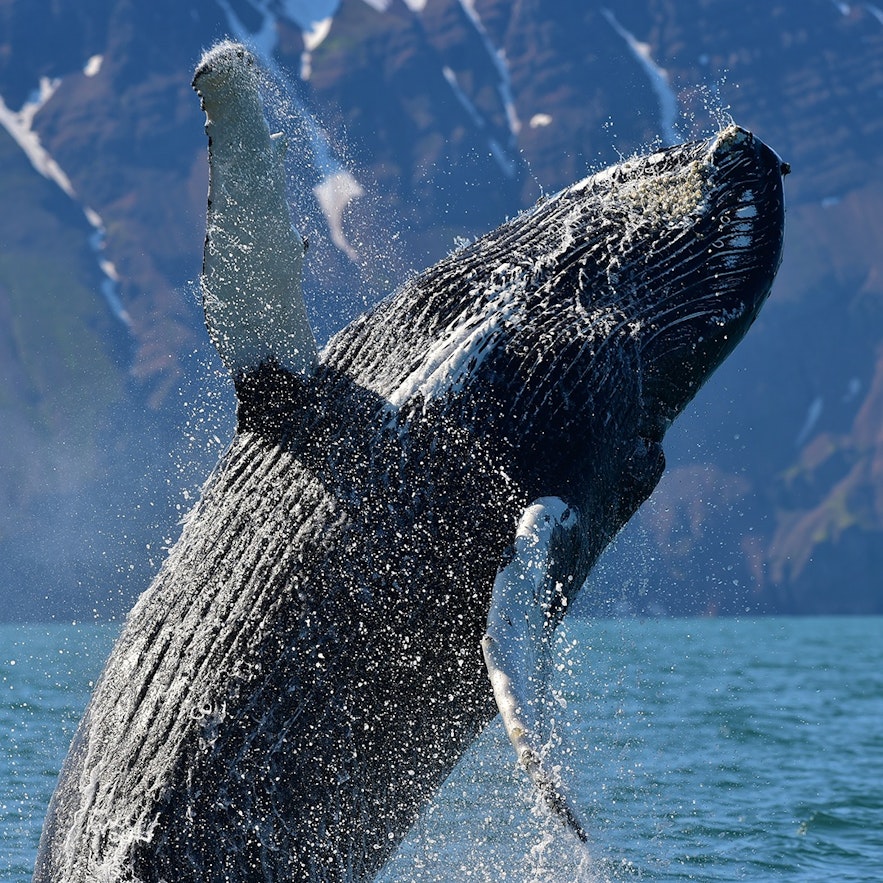 Горбатый кит выныривает из-под воды.