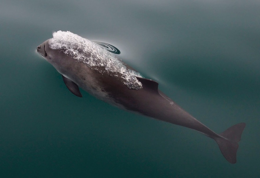 冰岛港湾鼠海豚