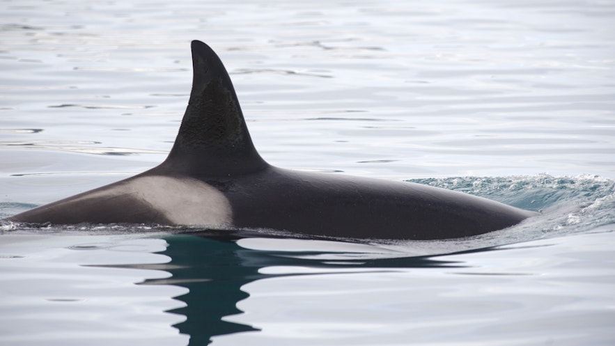 Rücken eines weiblichen Orcas