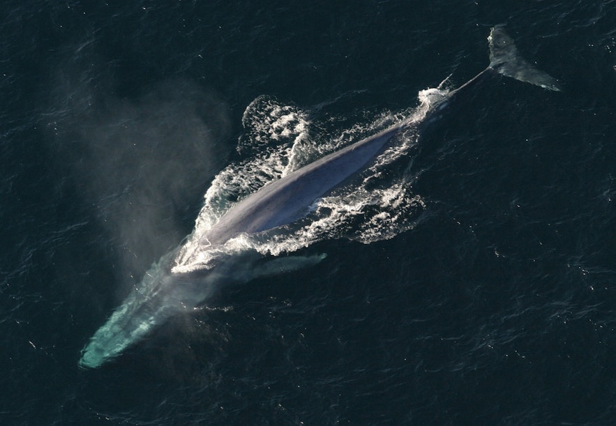 위에서 촬영한 흰긴수염고래의 모습