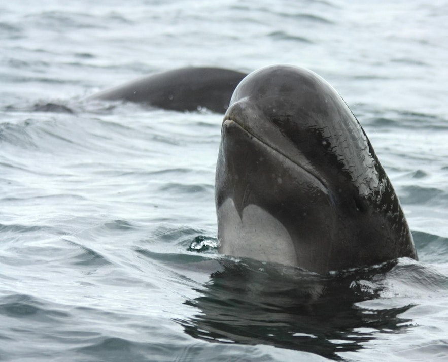 A pilot whales spy-hopping. Wikimedia, Creative Commons, photo by Barney Moss