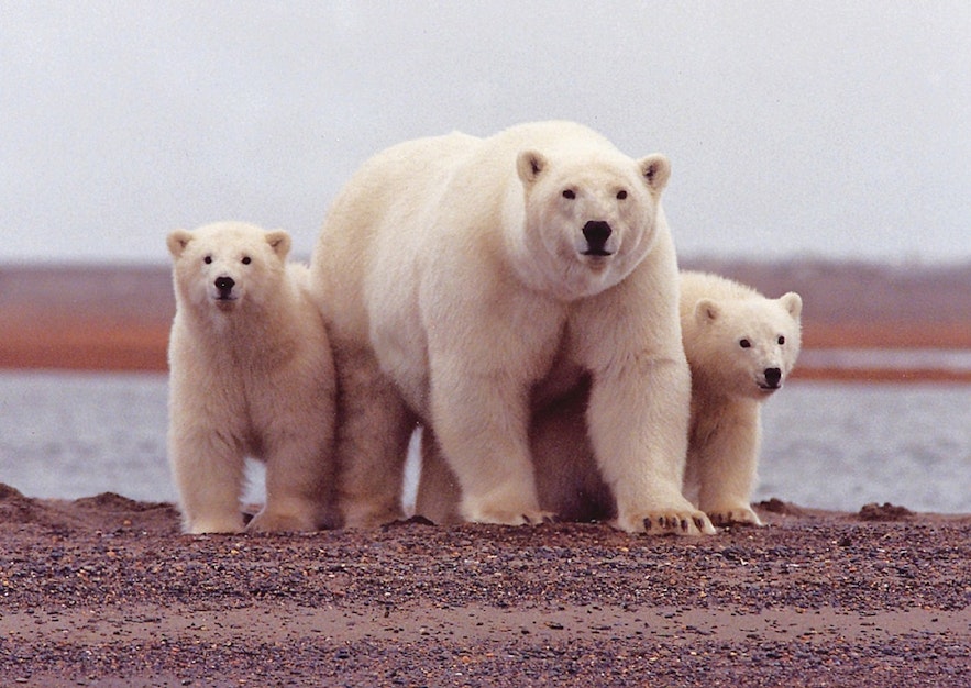 Eisbären sind keine einheimische isländische Art, sondern sehr seltene Besucher aus Grönland.