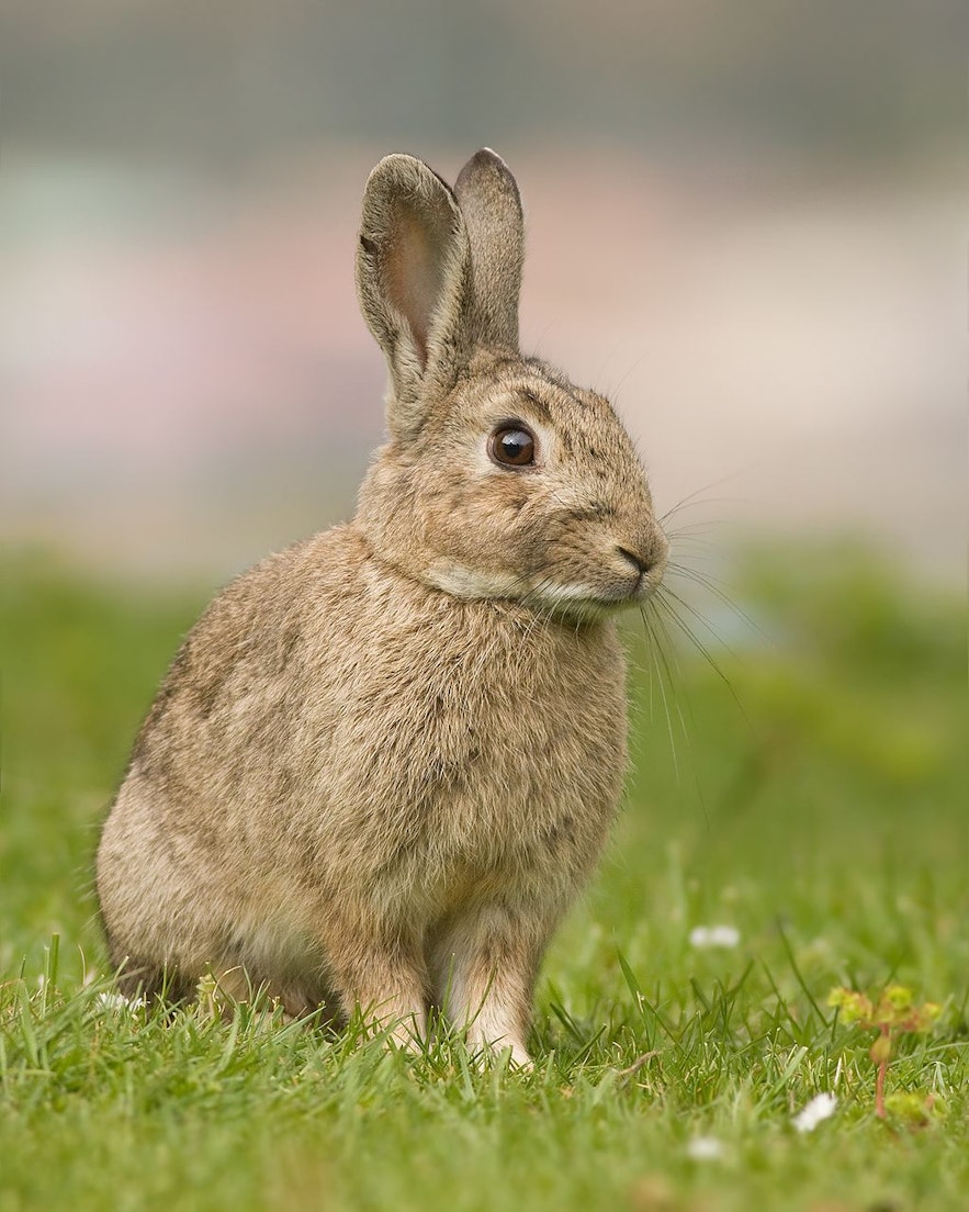 Eine der invasiven Arten in Island, das Kaninchen. Wikimedia, Creative Commons, Foto von J J Harrison