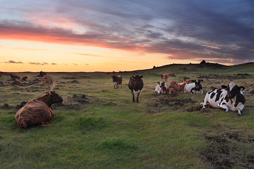Auch die isländischen Rinder kamen mit den Wikingern nach Island.