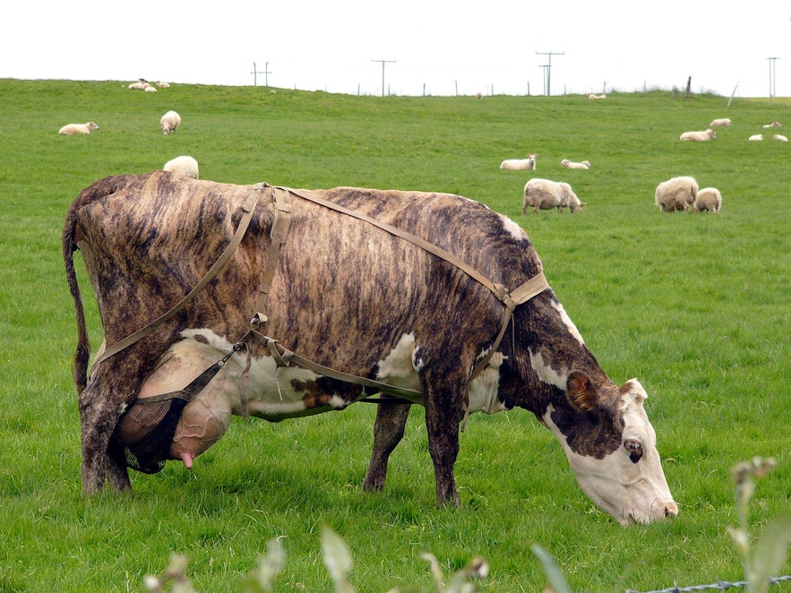 アイスランドの牛　Wikimedia, Creative Commons, 写真Christian Bickel