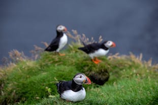 A group of Puffins resting on a cliff.