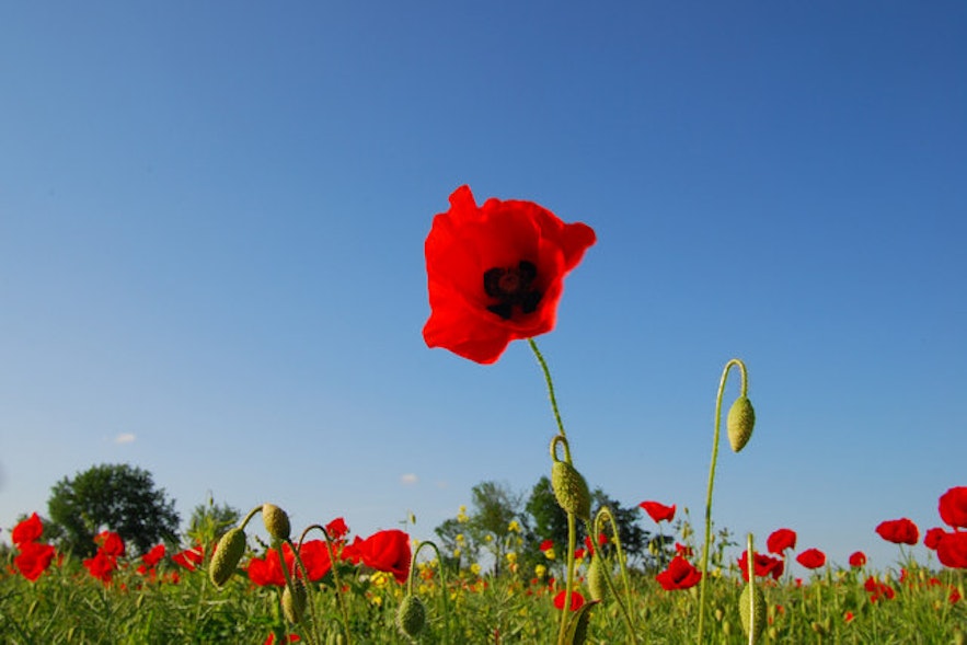 Poppies are as red as the blood on the hands of every Icelander.