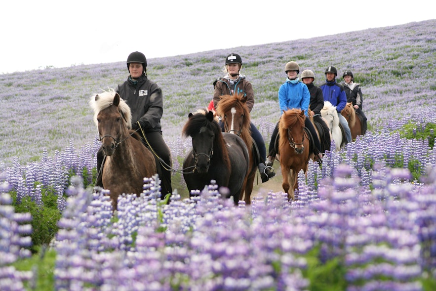 ルピナス花に囲まれた乗馬体験