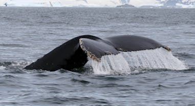 スナイフェルスネス半島ブレイザフィヨルズルにて目撃されたアイスランドの鯨
