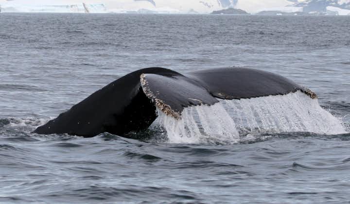 ชมวาฬของประเทศไอซ์แลนด์โดยทัวร์ชมวาฬนี้ที่อ่าวเบรดาฟยอร์ดูร์ในคาบมหาสมุทร สไนล์แฟลซเนส