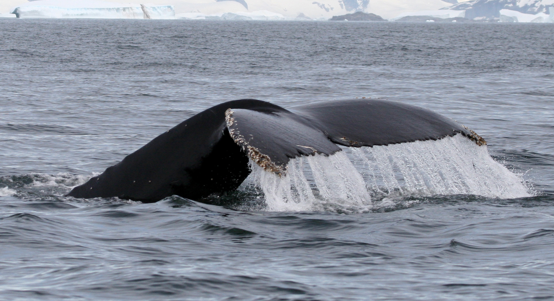 Avistamiento de ballenas en la Península de Snaefellsnes
