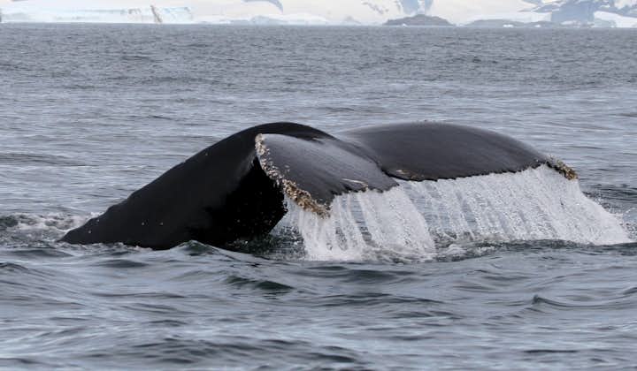 Avistamiento de ballenas en la Península de Snaefellsnes
