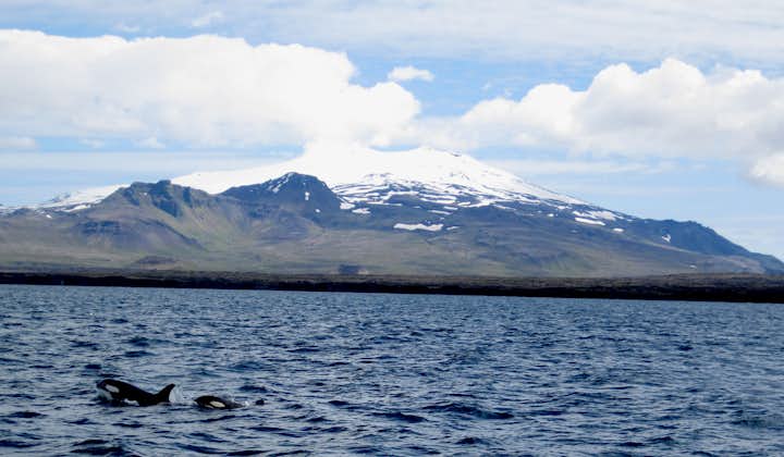 Breiðafjörður is een prachtig deel van het schiereiland Snæfellsnes waar walvissen komen om eten te vinden in het ondiepe water.
