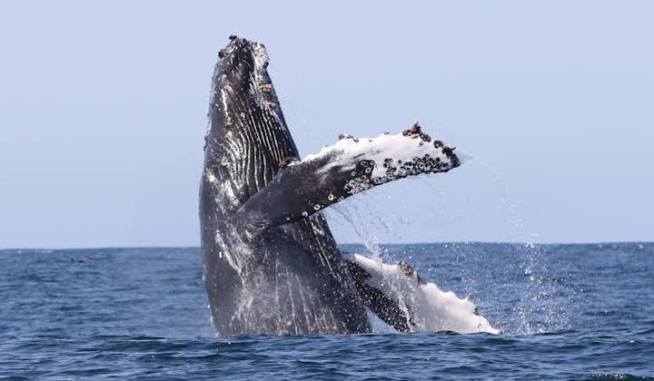 วาฬหลังค่อมที่ยิ่งใหญ่ในน่านน้ำของWestfjords