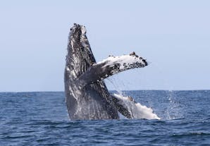 冰岛西峡湾的宽阔海洋中的座头鲸。