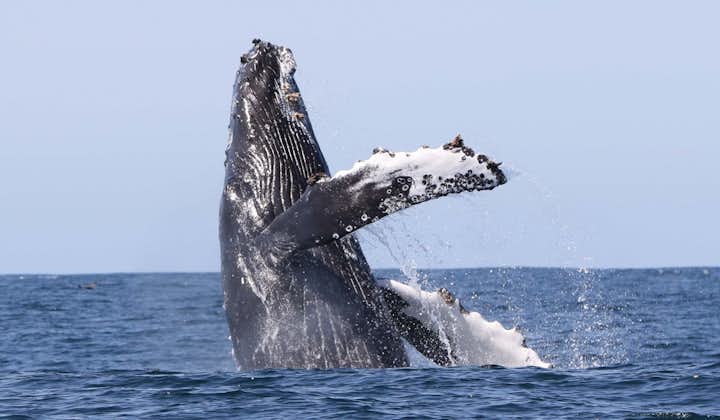 Ekscytująca 2-godzinna wycieczka łodzią z obserwacją wielorybów na Fiordach Zachodnich i transferem z Holmaviku