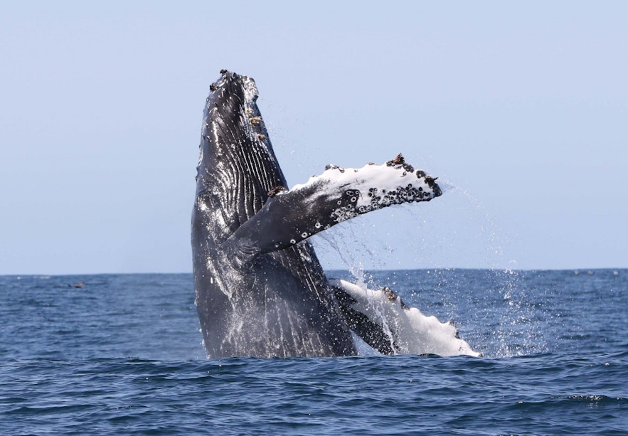 西峡湾也可以观鲸