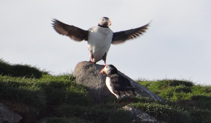 If the season is summer, you may likely spot nesting puffins here in West Iceland.