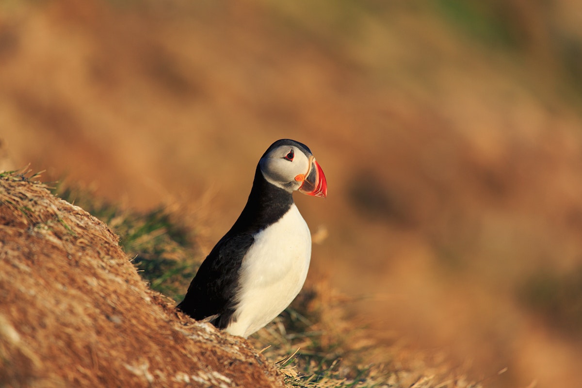 Guided 1 Hour Puffin Watching Tour on Melrakkaey Island with Transfer ...