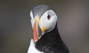 可爱的北极海鹦每年都会带着鲜艳的喙到冰岛求偶