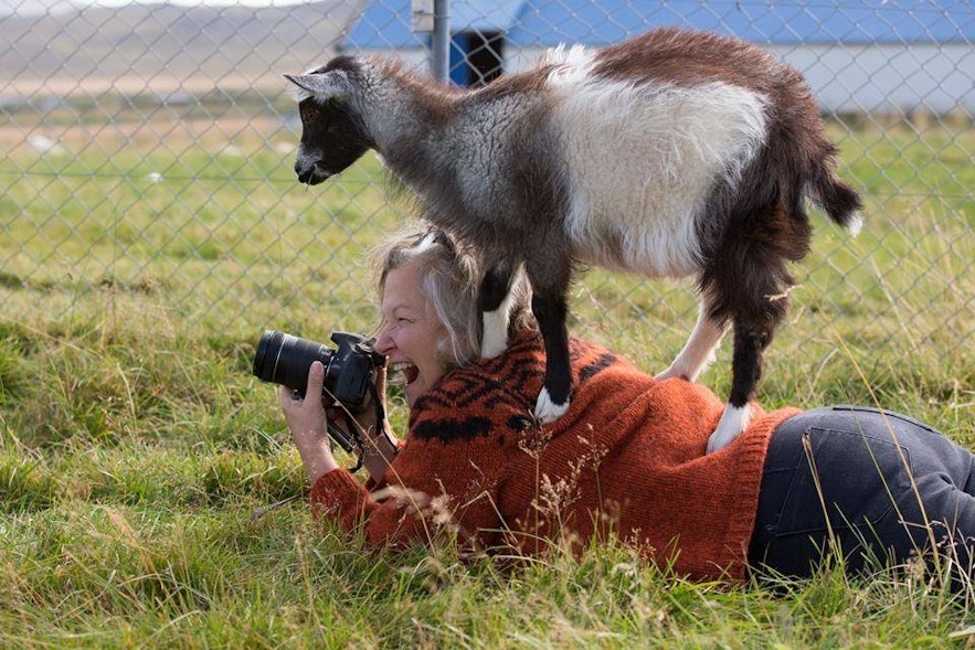 Visit the adorable goats at the Haafell goat farm in Iceland