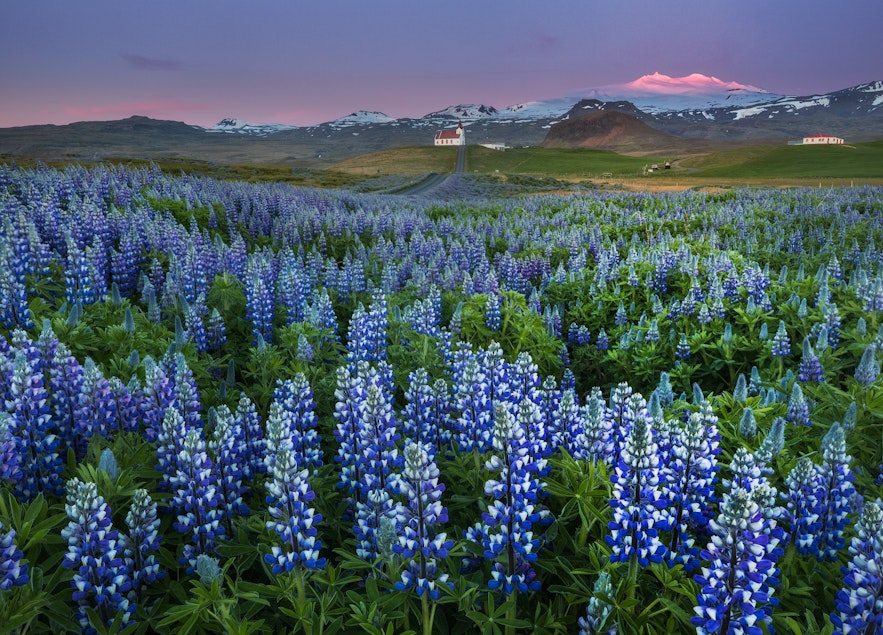 冰岛夏季－遍地的鲁冰花和美丽的午夜阳光