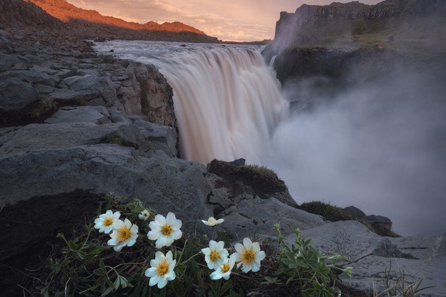Dettifoss-vandfaldet er et af den nordlige halvkugles mest kraftfulde vandfald, der er beliggende i Nordisland.