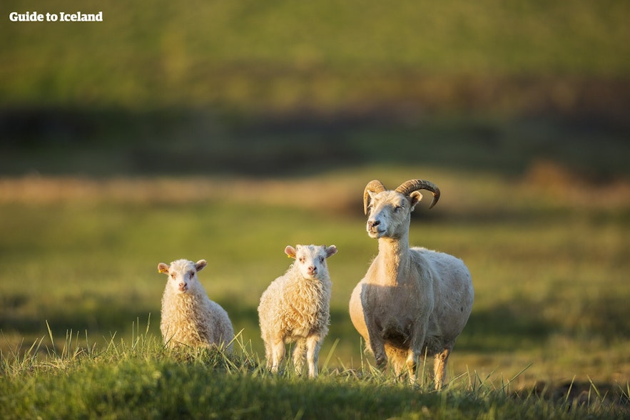Sheep roam free in Iceland in summer