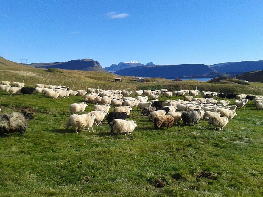 Get to know the farm life at the Bjarteyjarsandur sheep farm