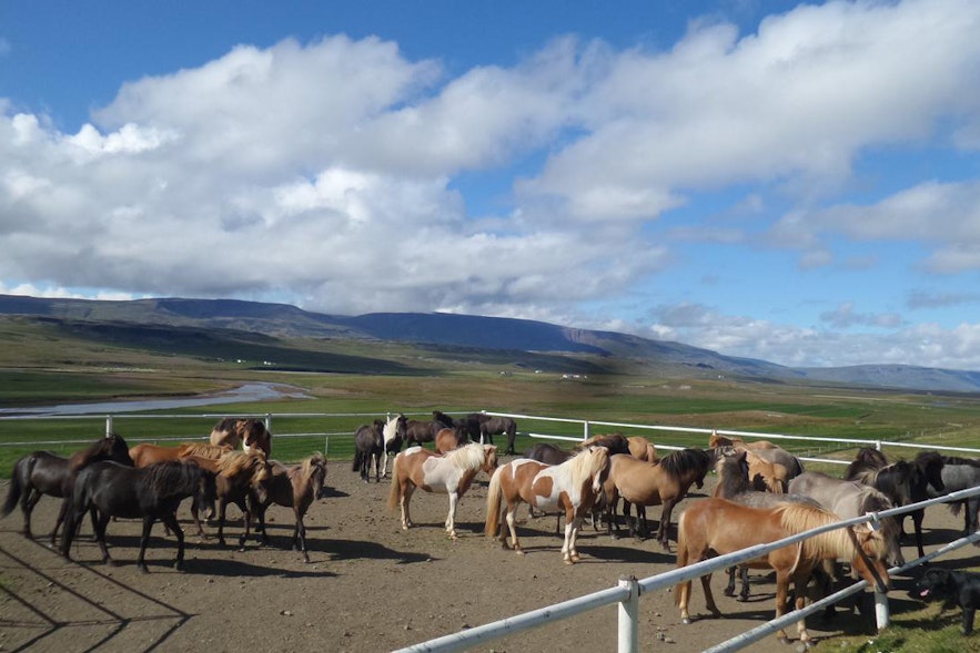 The Icelandic horse is very unique