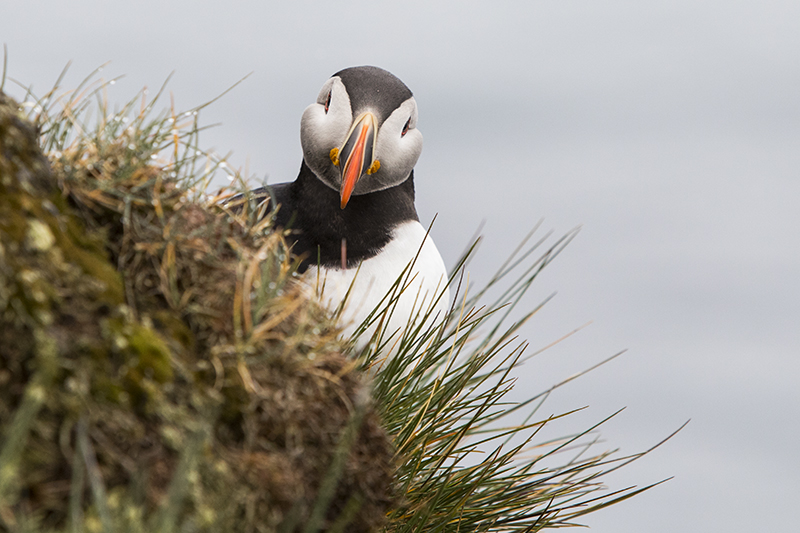 Photographing Atlantic Puffins in Iceland