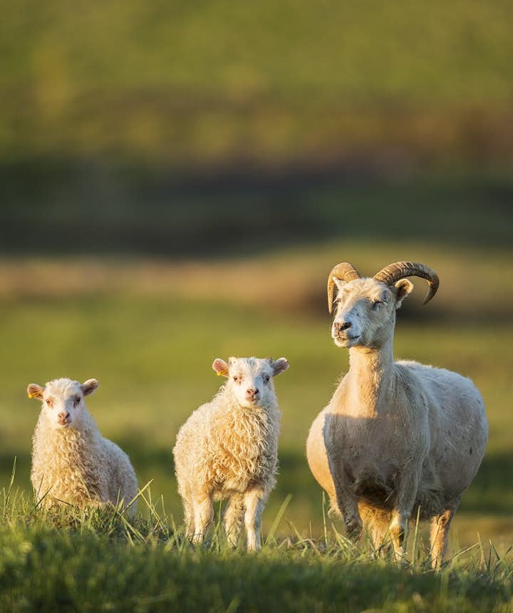 可爱的冰岛羊为羊毛衣贡献了很多