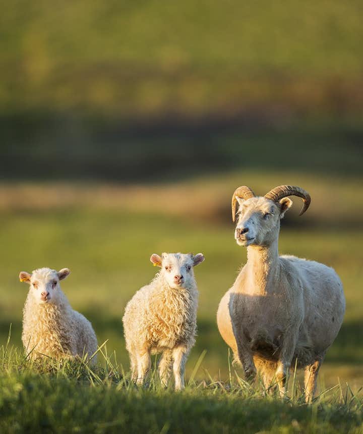 Icelandic sheep are a unique breed, and lopapeysas cannot be made without them.
