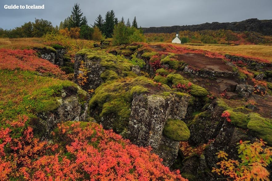 冰岛黄金圈辛格维利尔国家公园在秋季是尤为美丽，苔原间冒出五颜六色的植被，秋季来这里还可以采蓝莓