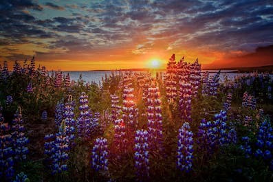ルピナスの花で紫色に染まったアイスランドの大地