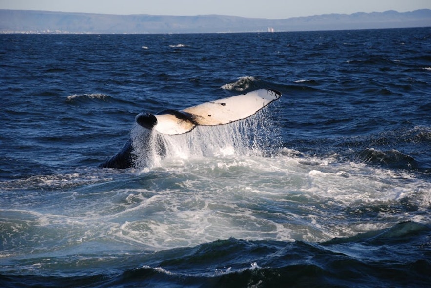 Les baleines à bosse sont l'une des espèces que l'on peut voir dans la baie Faxafloi