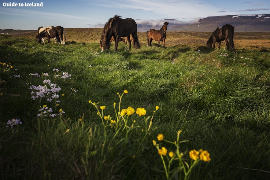冰岛马在夏天的田野里吃草。