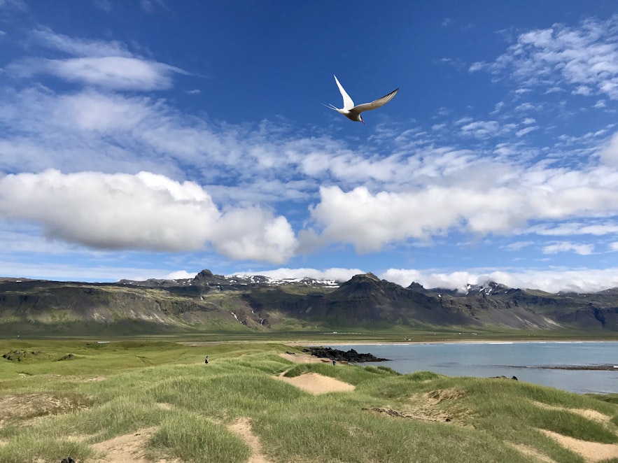 冰島布迪爾俯瞰