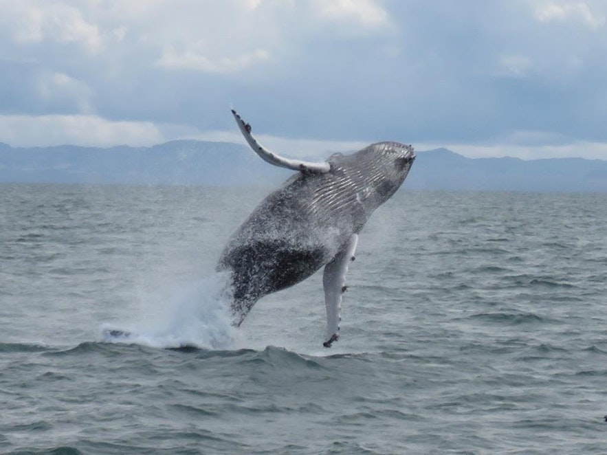 En pukkelhval springer i Faxafloi-bugten. Hvalsafari er en populær aktivitet i december på Island,