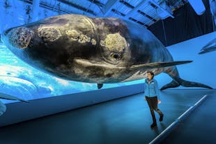 A life size model of a whale
