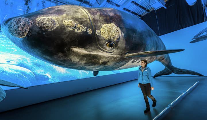 位于冰岛首都雷克雅未克鲸鱼博物馆中一座按照真实比例制作的鲸鱼模型