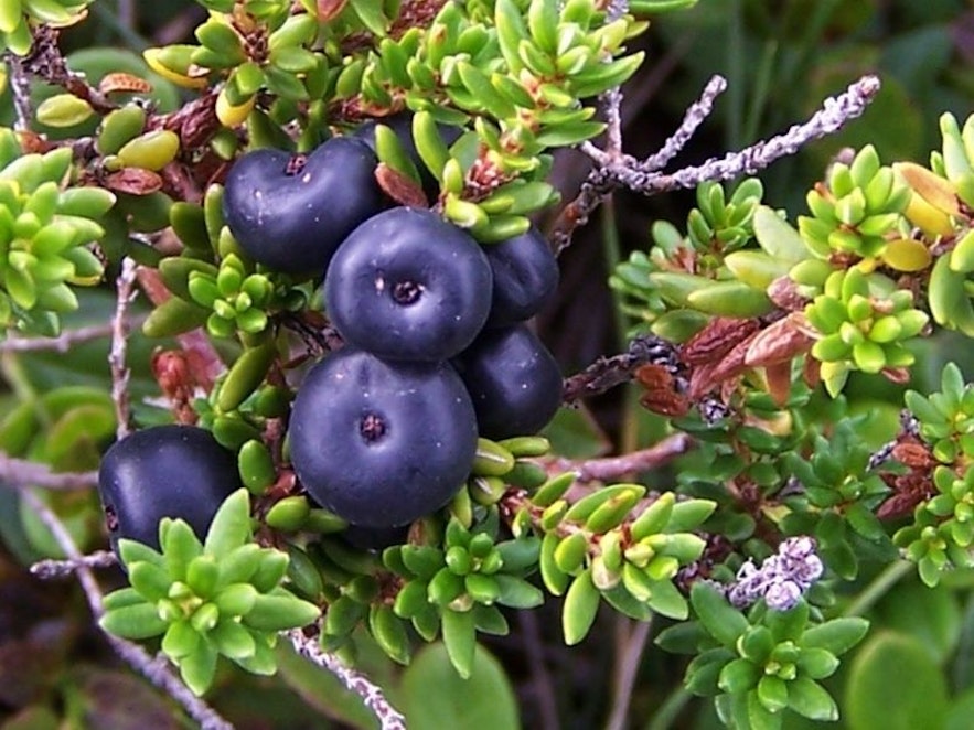 アイスランドによく見られるCrowberryは8月から9月頭が旬！
